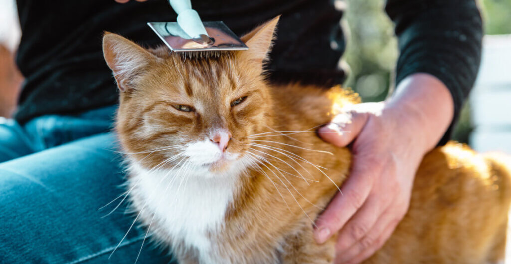 Looking for the Benefits of a Cat Groomers Brickell Area Frog City Cheese