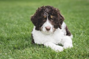 puppies