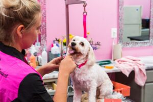 pet grooming